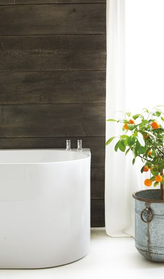 bathroom plumbing image with dark wood wall and small orange tree
