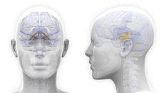 women-hippocampus