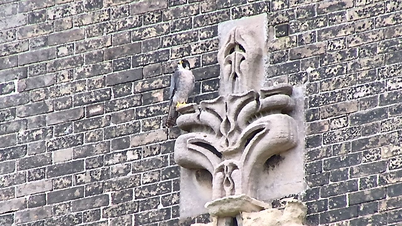 Distant bird photographed using AI spotting scope