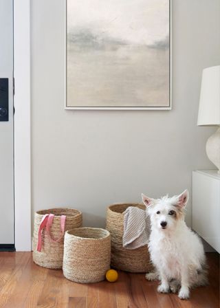 A dog sitting beside organizational baskets