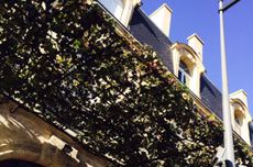 Bordeaux old vine - harvest Bordeaux