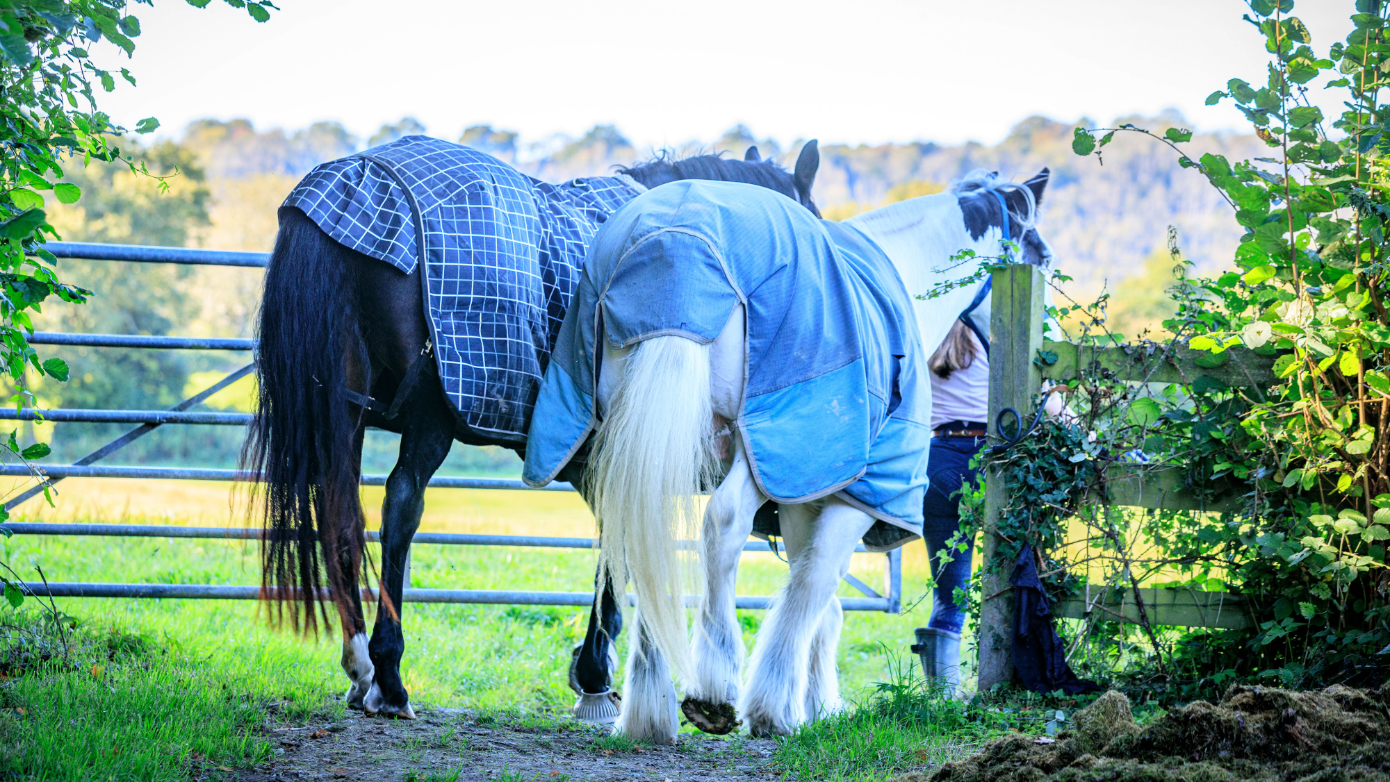 A woman leading who horses in rugs through a field gate