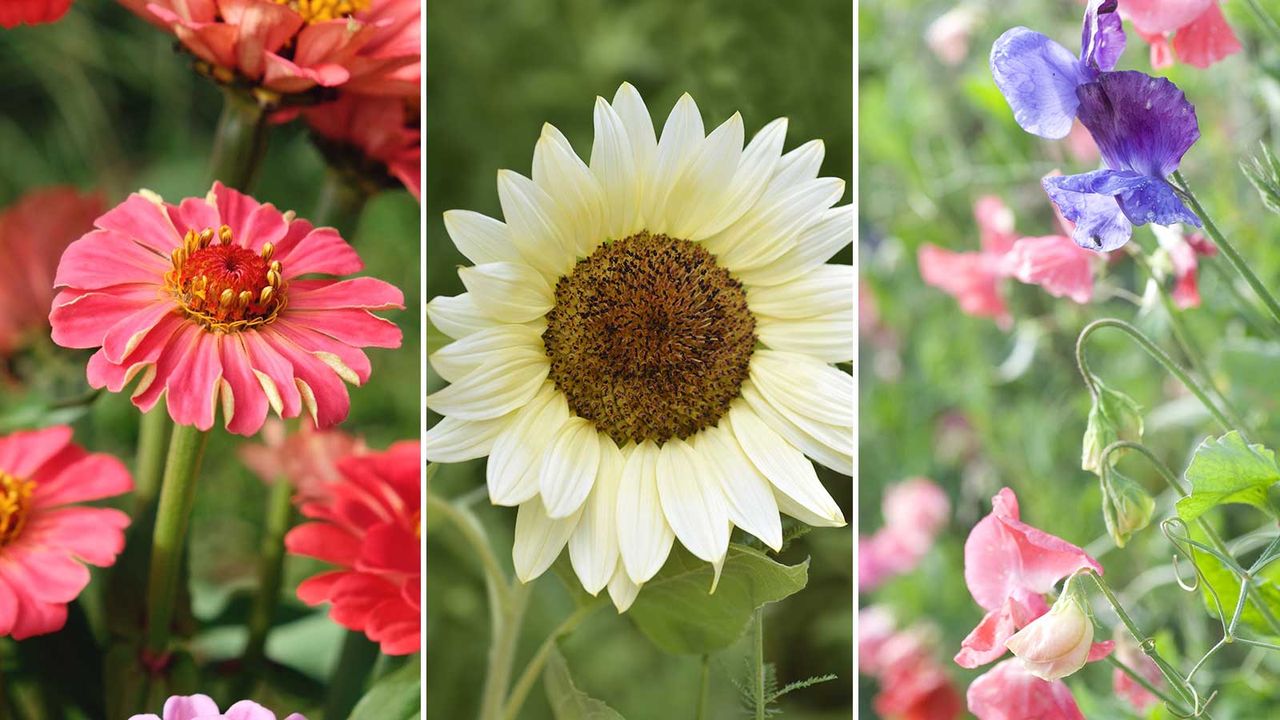 composite image of fast growing flowers