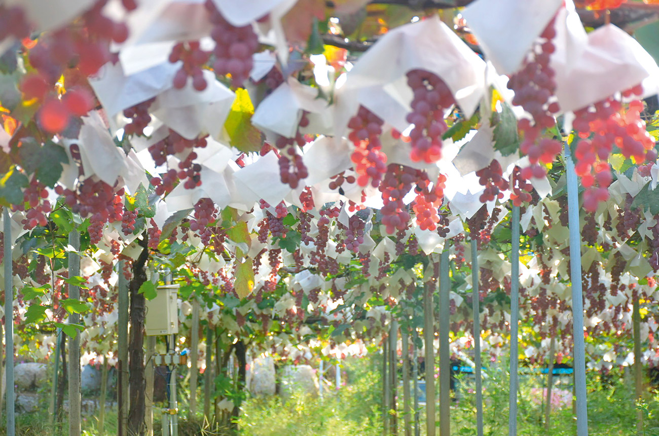 Iwasaki Jozo was founded in 1941 as a cooperative of 130 grape growers