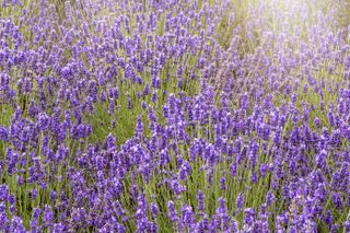 Full frame image of beautiful, scented, summer purple English Lavender flowers