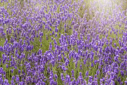 What Are the Different Types of Lavender? 5 Main Varieties | Livingetc