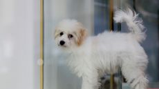 A puppy is seen in a pet store in New York City in 2022.