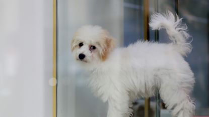 A puppy is seen in a pet store in New York City in 2022.
