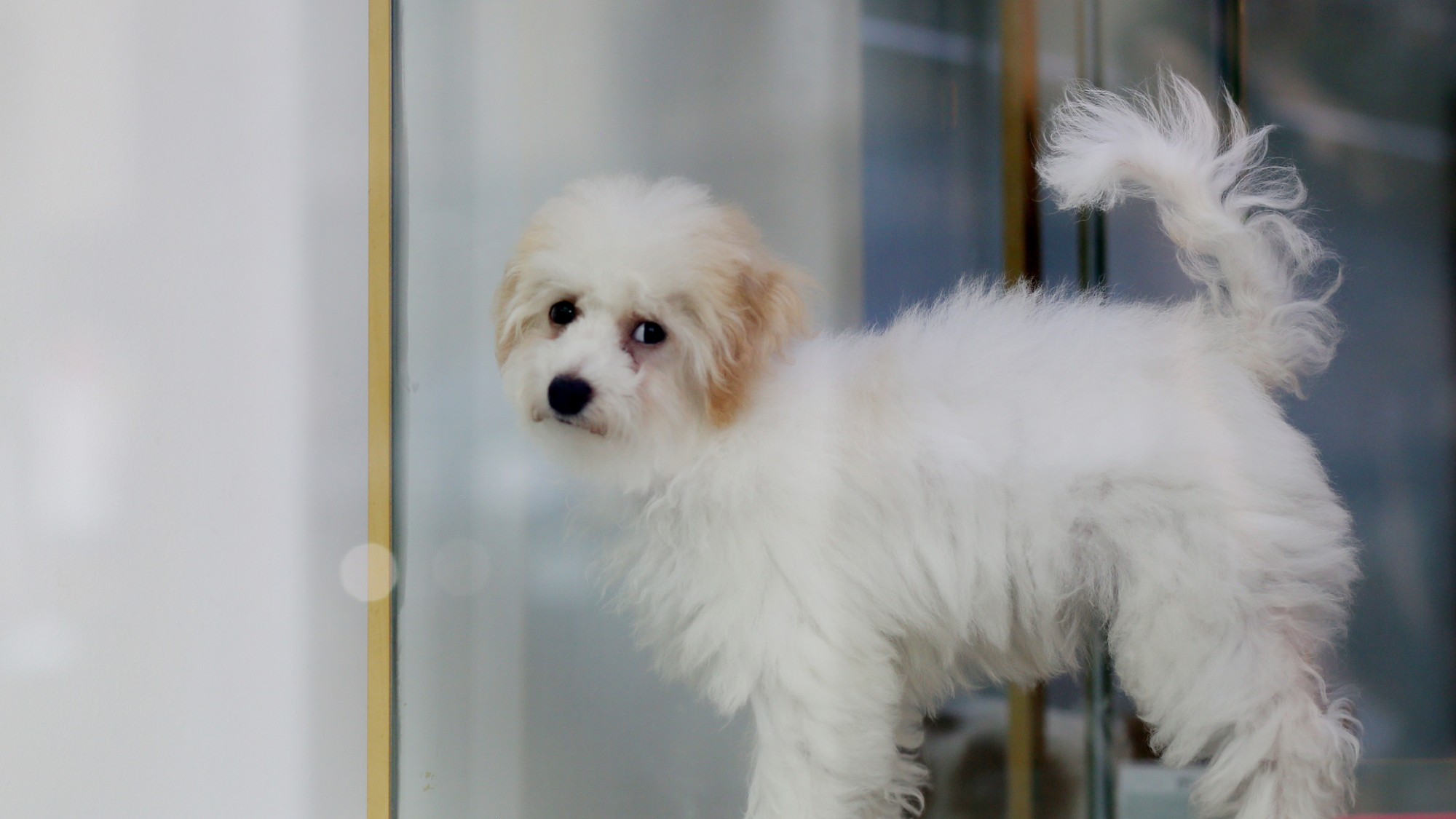 A puppy is seen in a pet store in New York City in 2022. 