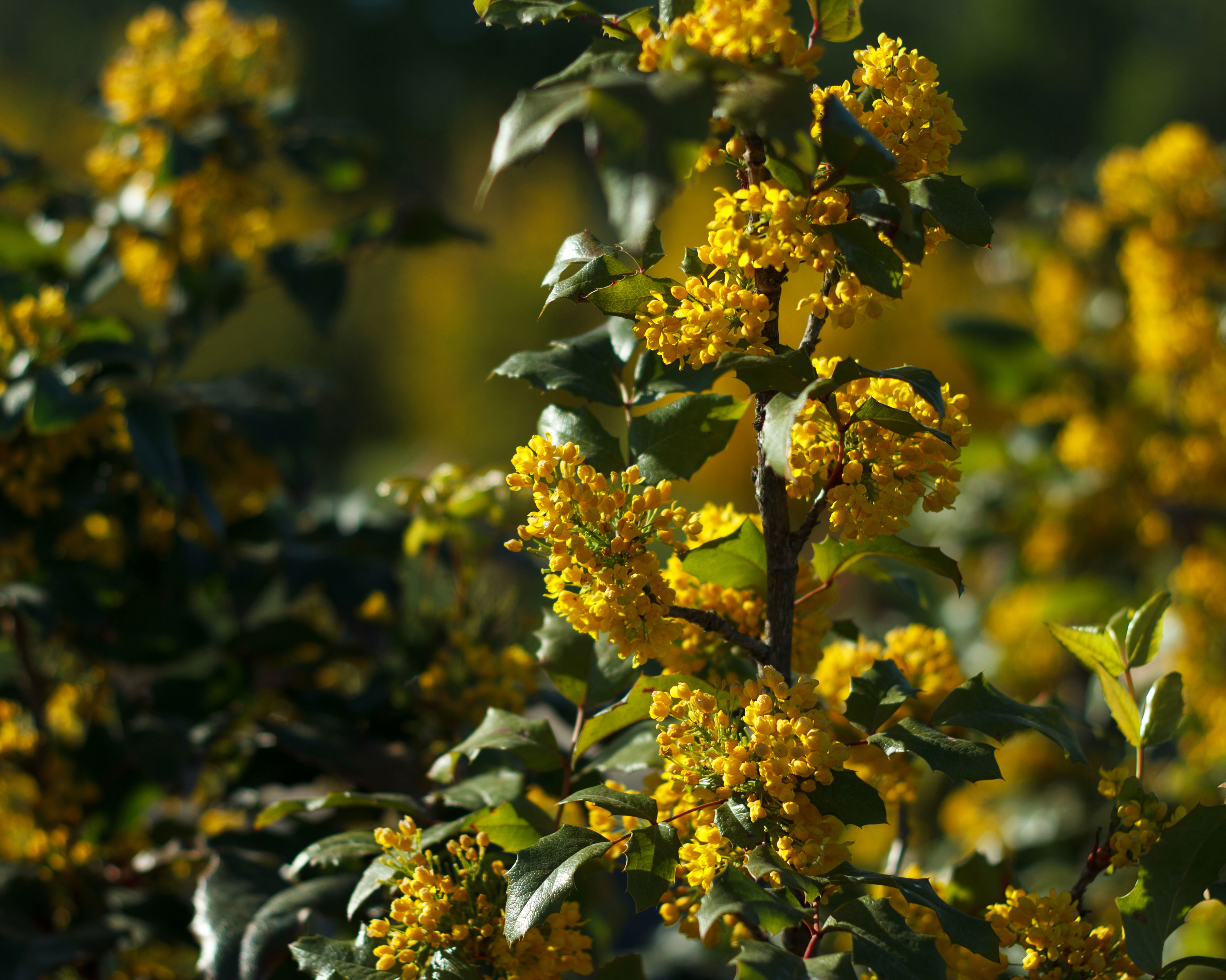 Mahonia repens is a shrub to use in a shady garden