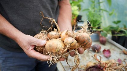 person holding several harvested onions