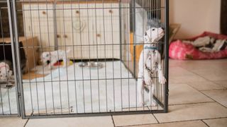 Puppy playing in a dog playpen