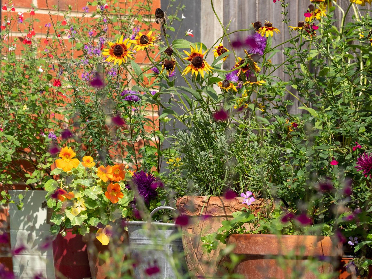 rudbeckia hirta and nasturtiums in terracotta pots 