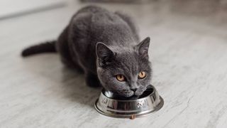 how to stop cat eating too fast