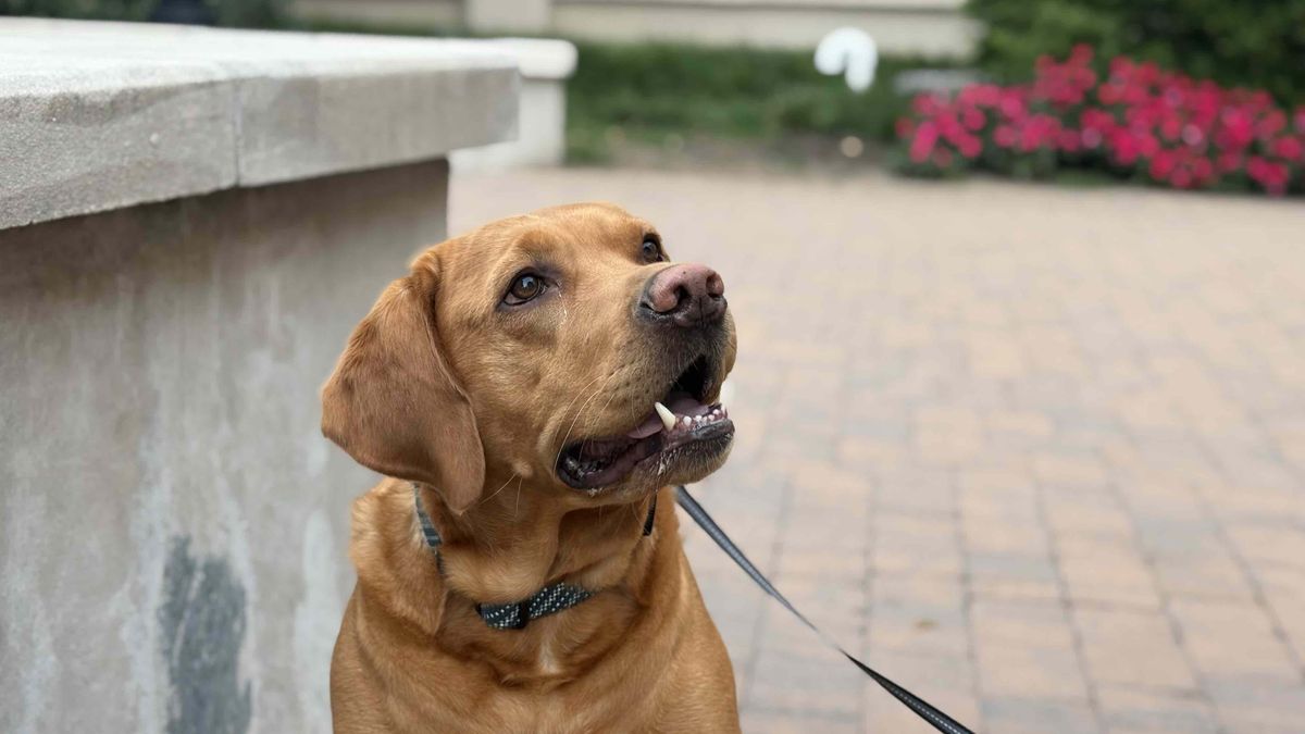 Apple iPhone 16 Plus Review, Camera Samples