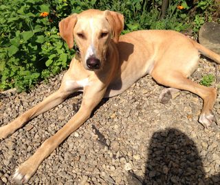 Dog DNA tests to test Finn who is foxhound and greyhound and harrier