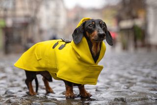 A small dog in a yellow coat.