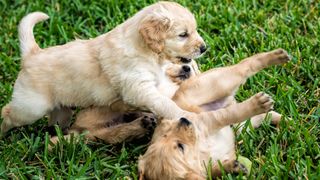 puppy play fighting