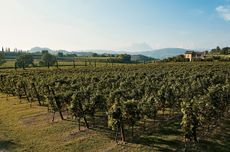 Tinazzi_Tenuta-Valleselle.jpg