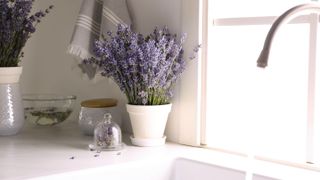 Lavender in a pot next to a kitchen sink