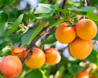 Apricot tree laden with fruit