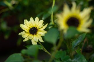 helianthus 'Valentine' sunflower