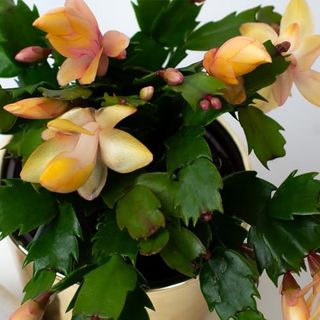 Christmas Cactus | Schlumberger | Houseplant | 13cm Pot (yellow)