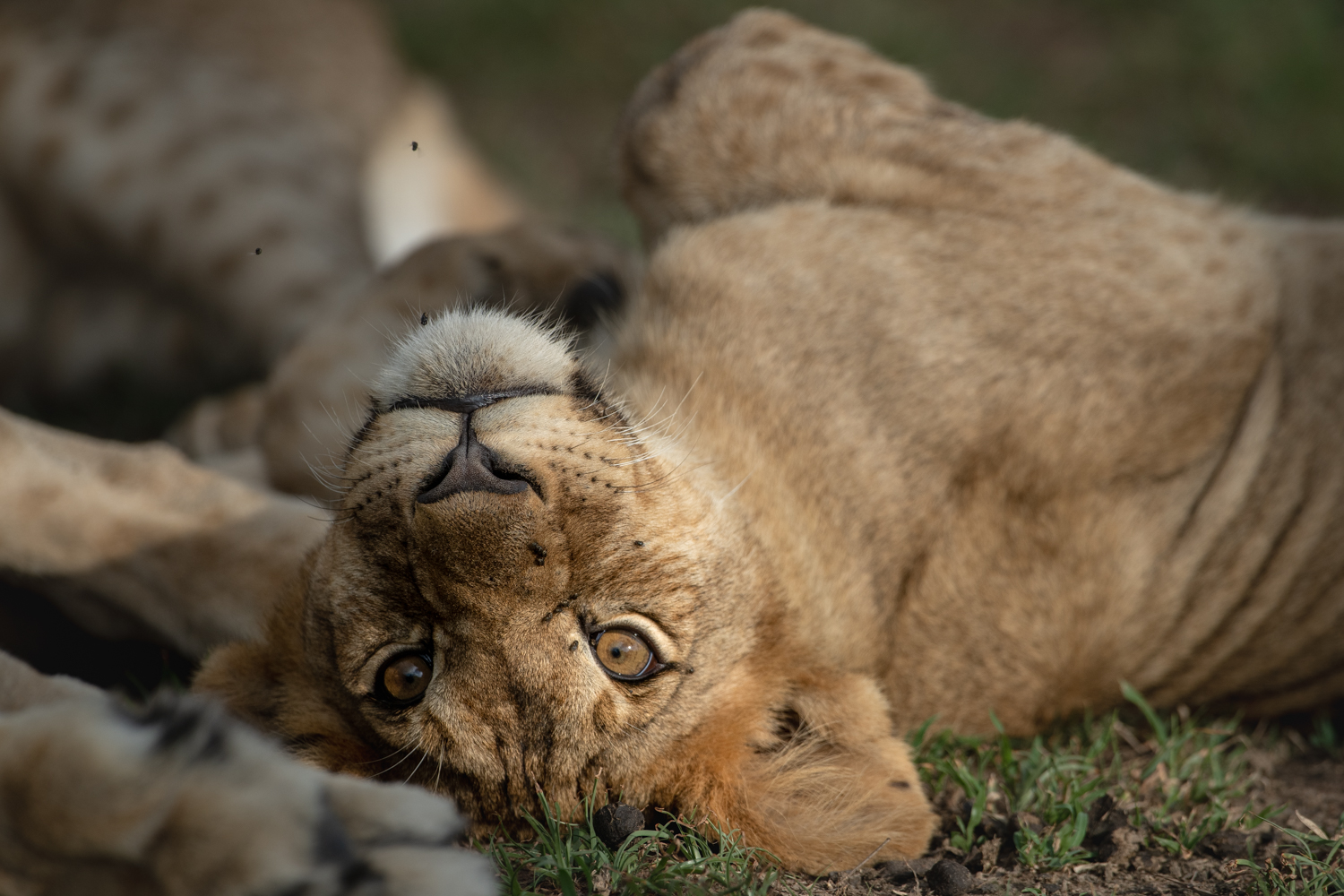 A female lion lounging upside down and looking straight at the camera
