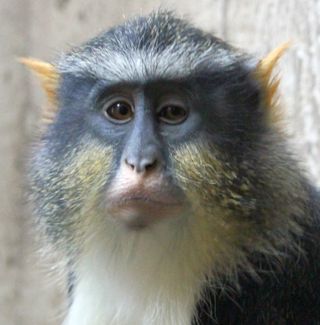 Cercopithecus wolfi guenon monkey