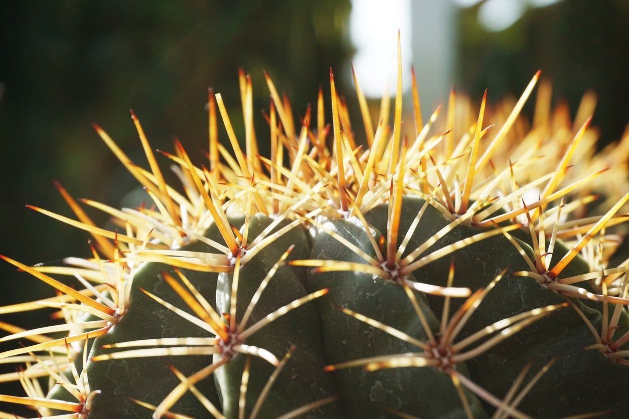 Close Up Of Cactus Spines