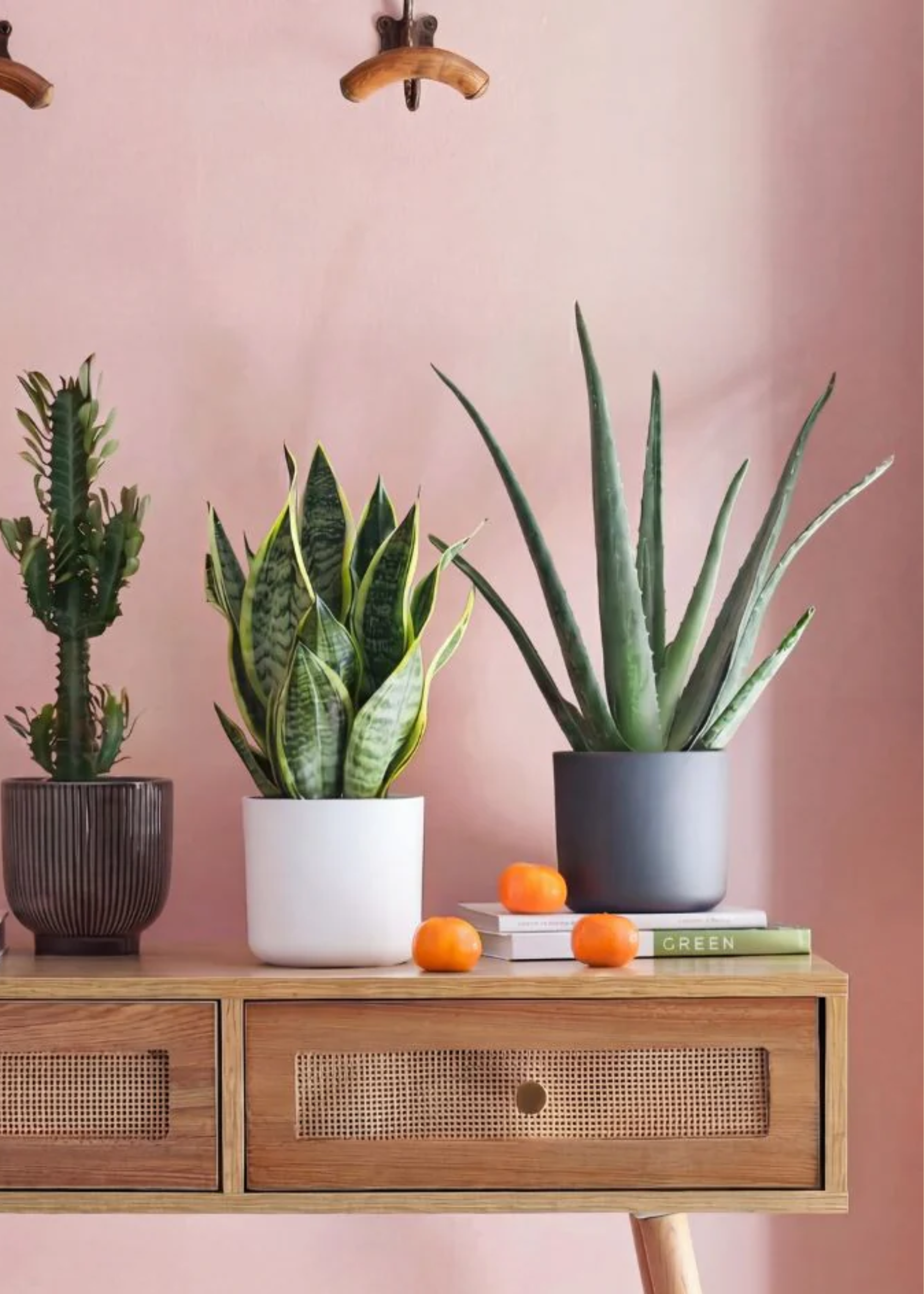 An aloe vera plant beside a snake plant and a cactus on a rattan drawer
