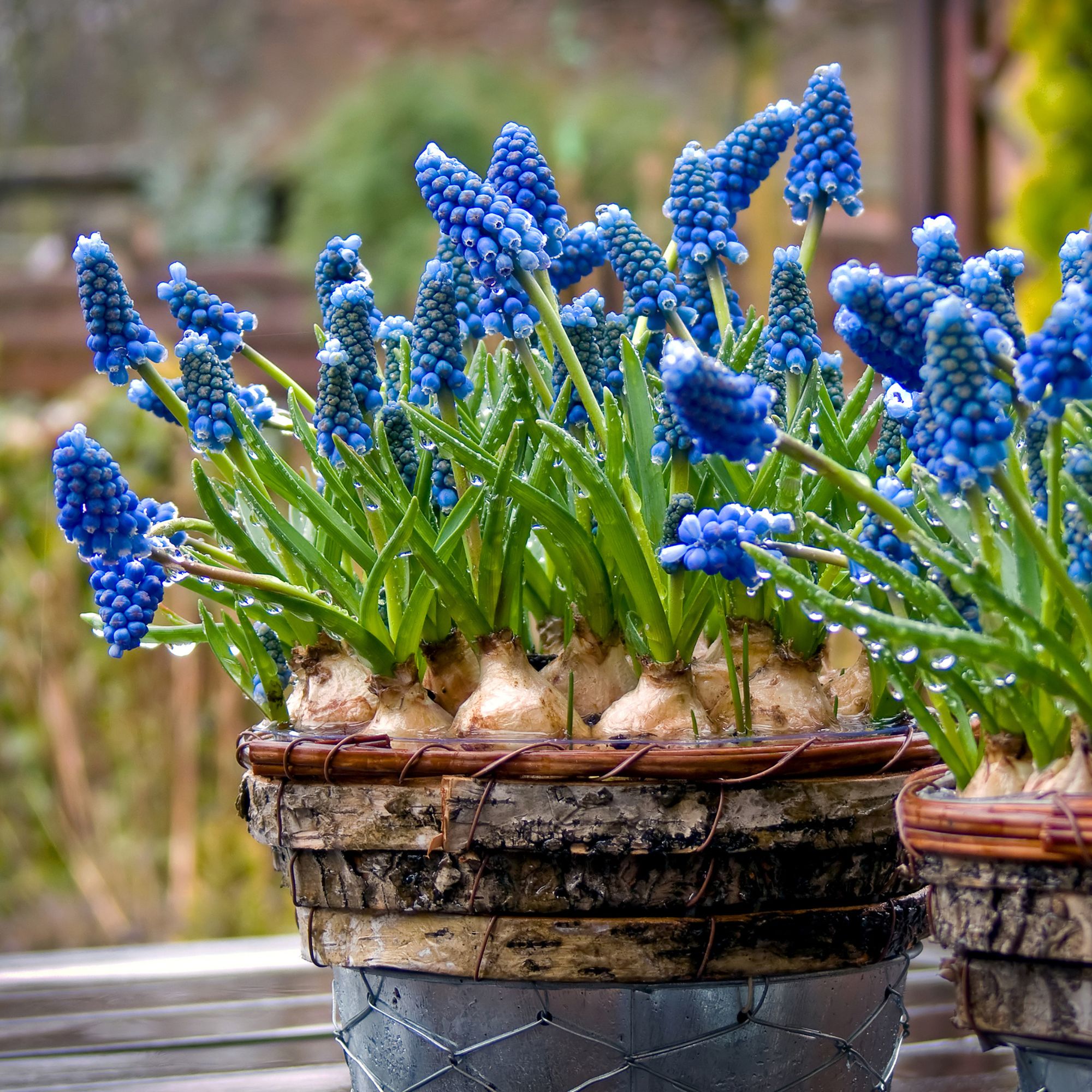 Blue grape hyacinth or muscari flowers growing in pot