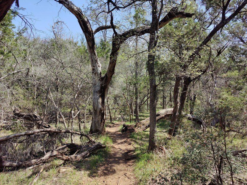 Op9 Main Trees
