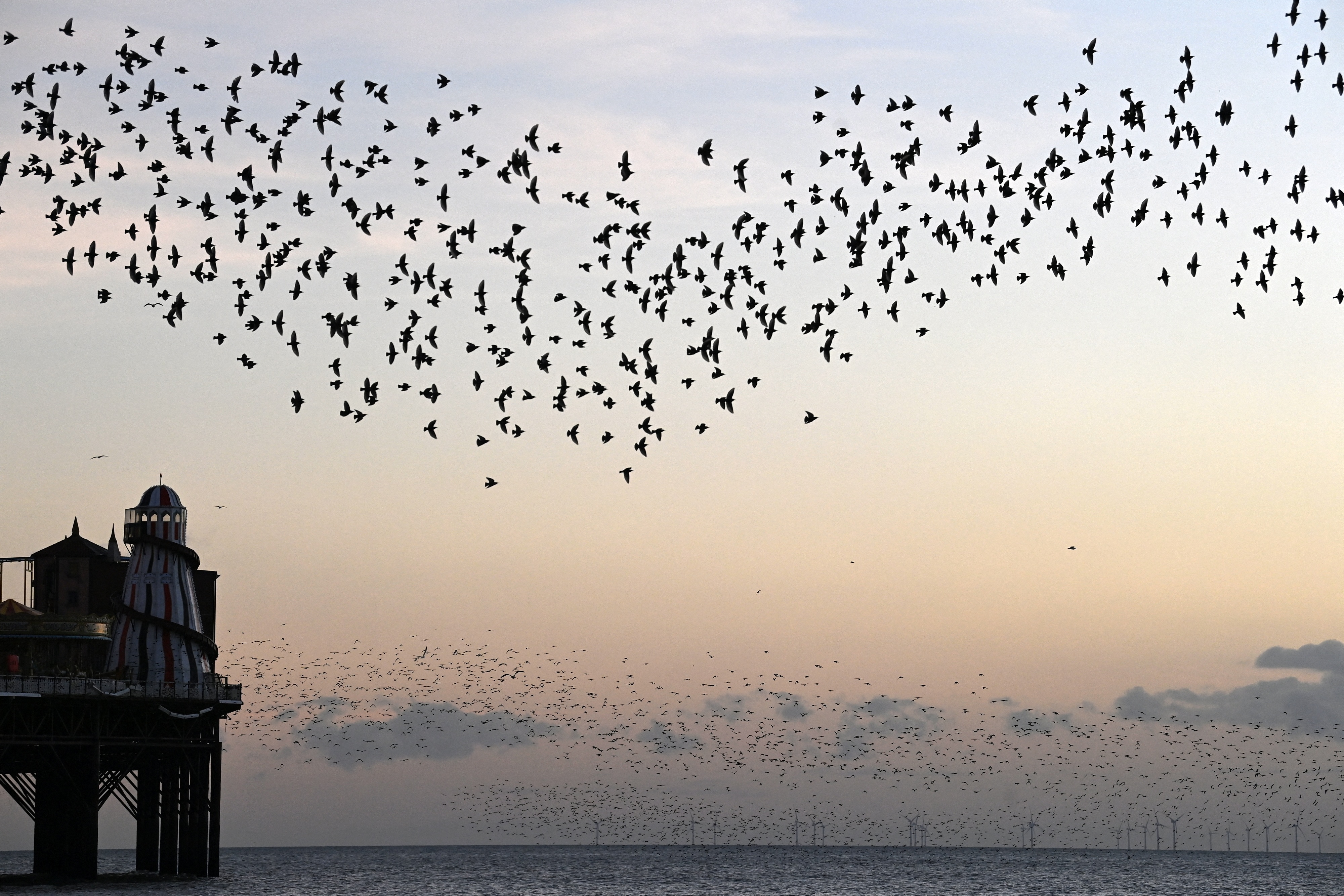 Starling