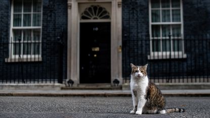 Downing Street cat Larry