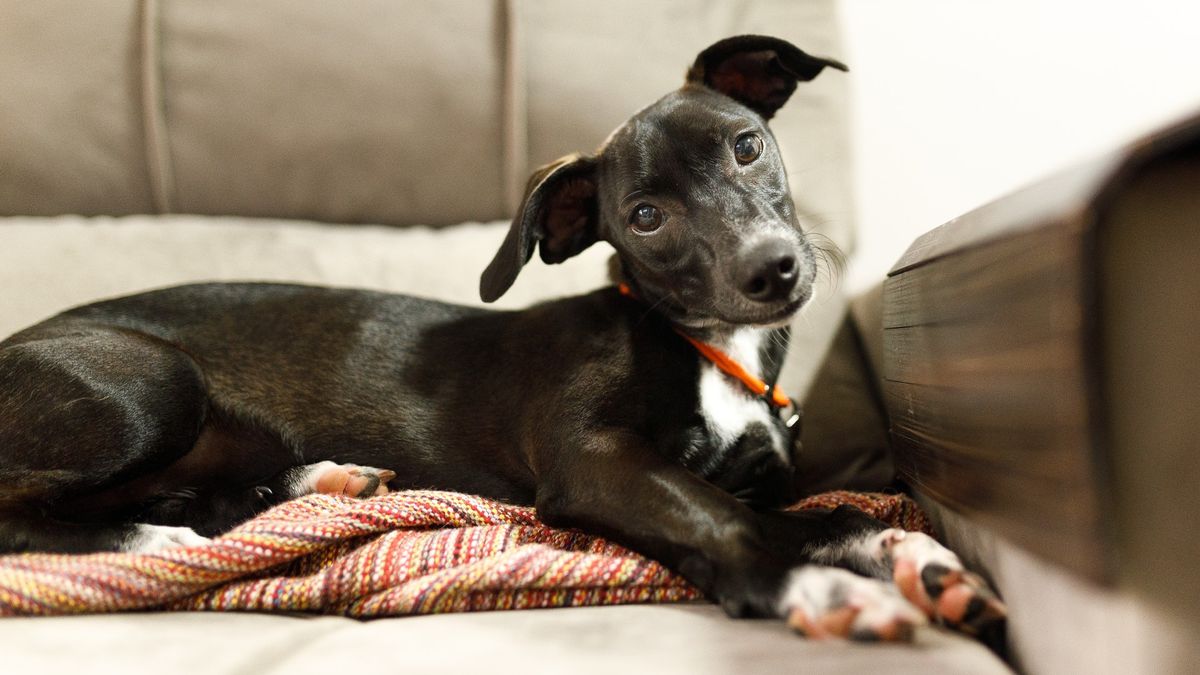 Black puppy with tilted head is lying on a blanket on the sofa with its front paws crossed.