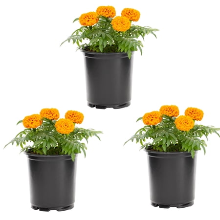 Expert Gardener 2.5qt Orange Marigold Live Annual Plant Sun 3-Pack