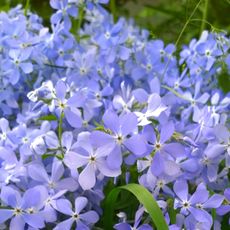 phlox wild sweet William flowering in garden border