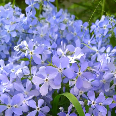 phlox wild sweet William flowering in garden border