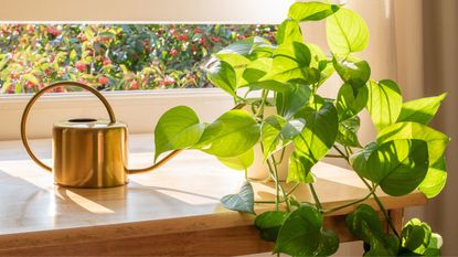 Pothos plant in golden sunshine