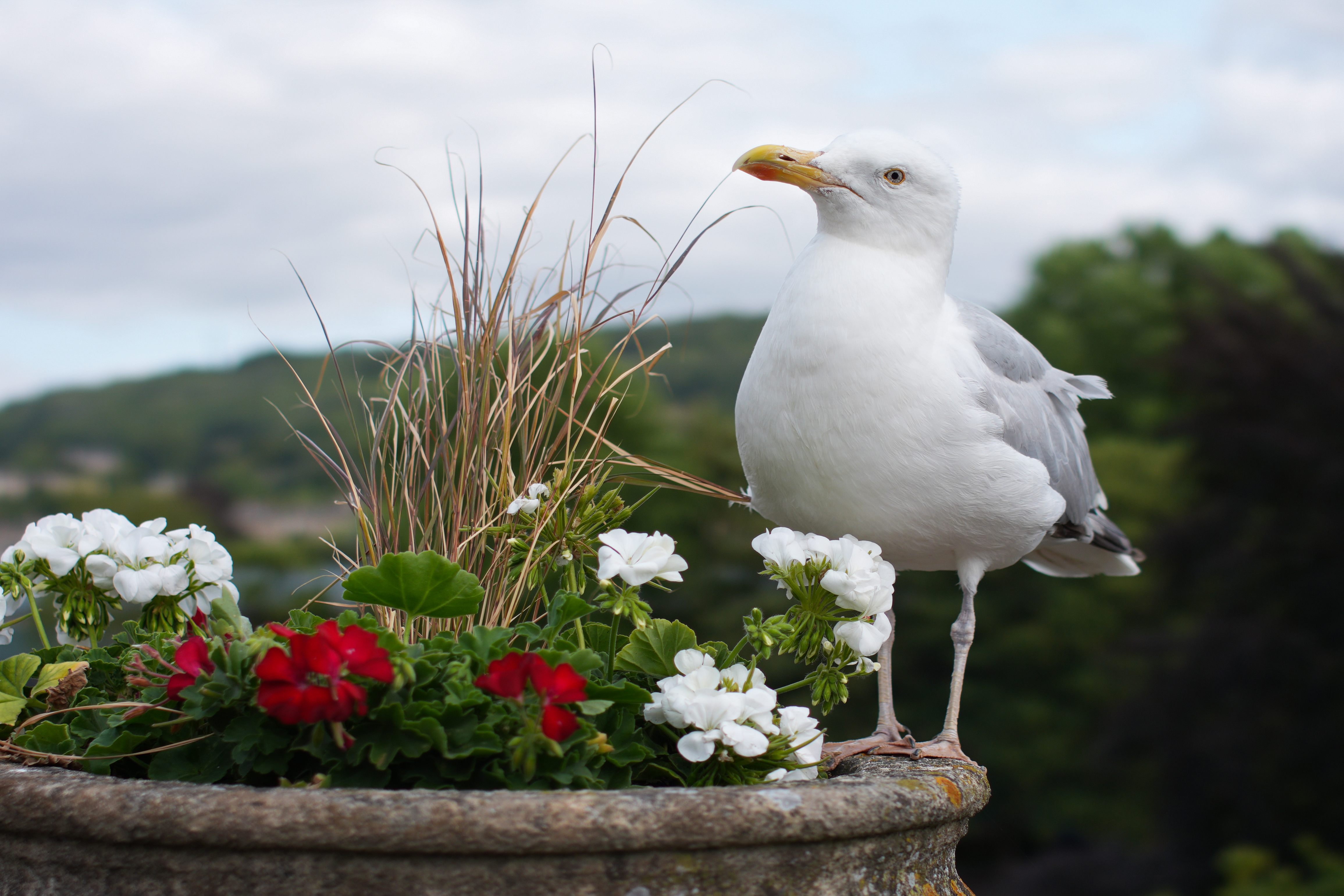 Sample image taken on the Sony RX1R III
