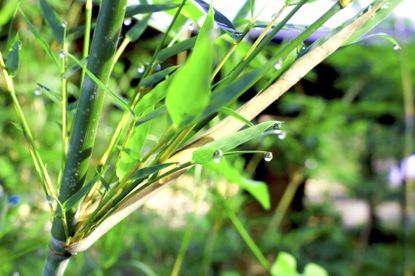 Yellowing Bamboo Leaves