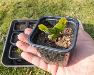 Thanksgiving cactus young plants in pots