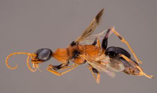 The dementor wasp injects a paralyzing toxin into its prey's belly before chowing down on its (still alive) lunch.