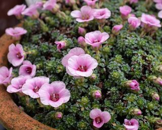 Saxifraga ‘Cranbourne’ alpine plants in container