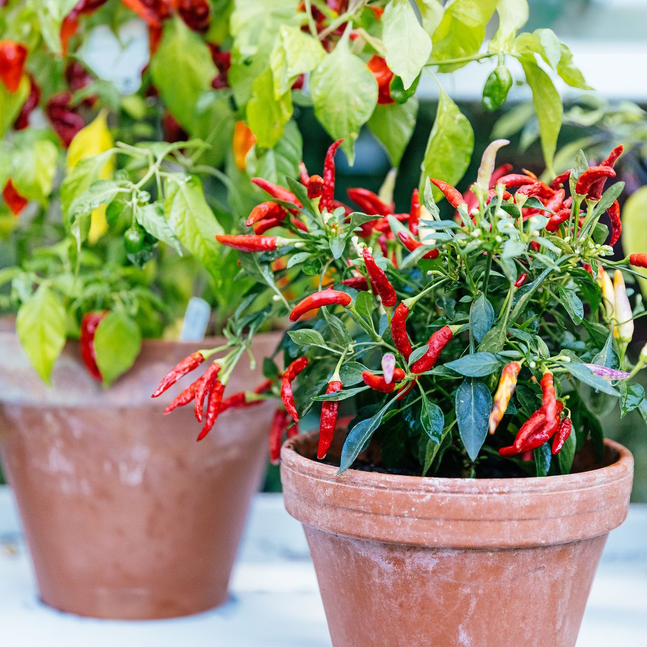 Terracotta pots planted with hot peppers