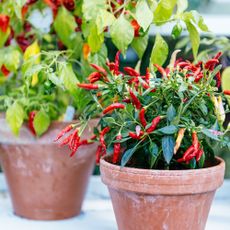 Terracotta pots planted with hot peppers