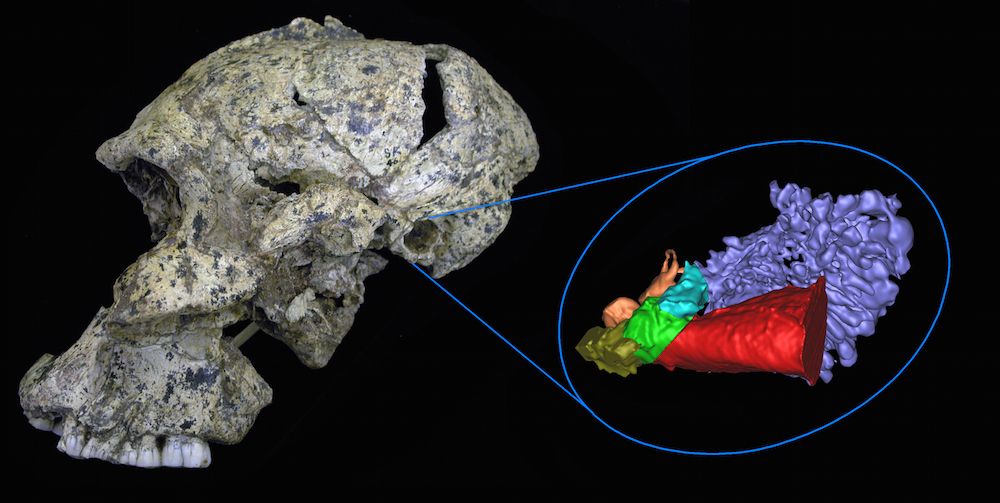 hominin hearing