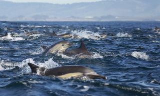 A pod of dolphins races through the waters of Monterey Bay, California.