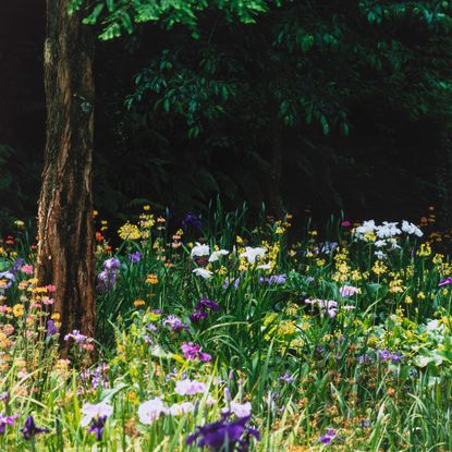 shade-loving wildflowers for a cottage garden shade garden with colourful wildflowers underplanting a tree